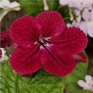 Streptocarpus 'Rubina'